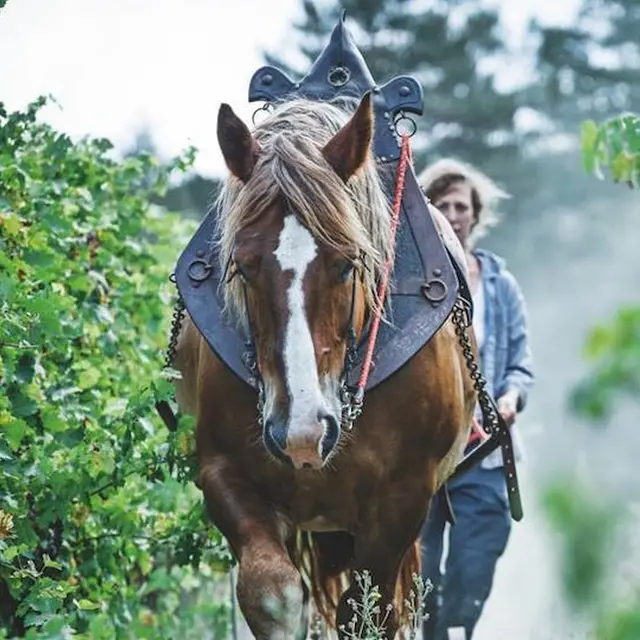 DOMAINE DU GRES VAILLANT