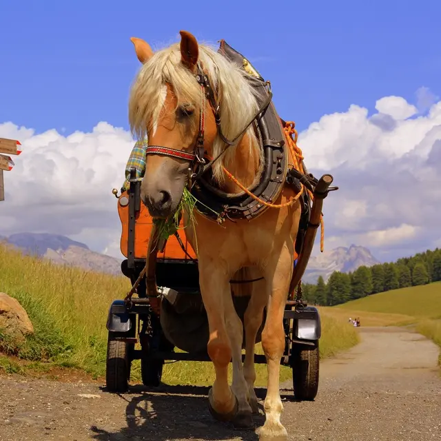 Calèche cheval