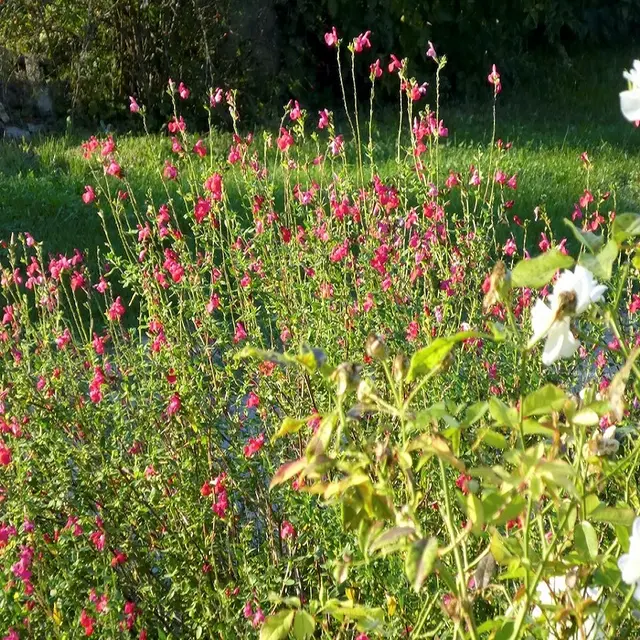 Centre Les Labadous- Jolies fleurs au parc