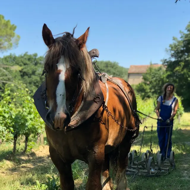 Domaine du grès vaillant_Visite authentique