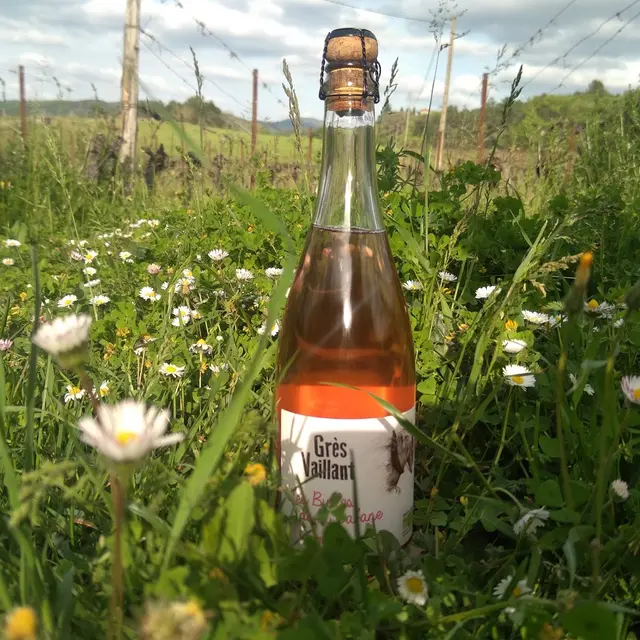 Domaine du grès vaillant_photo dégustation