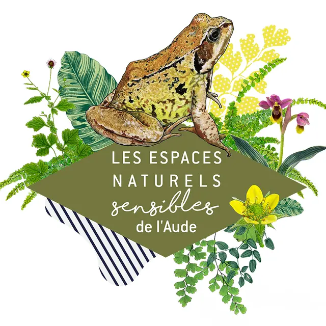 ENS-grenouille