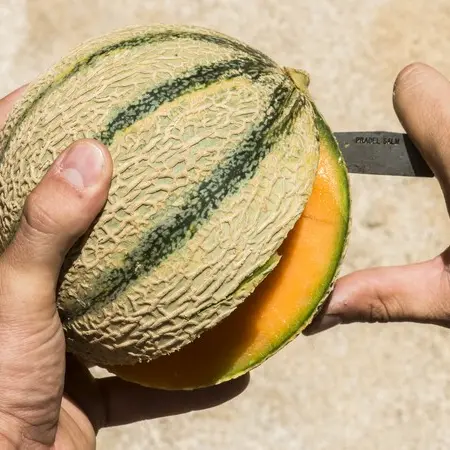 MONSIEUR JACQUES SARRAIL