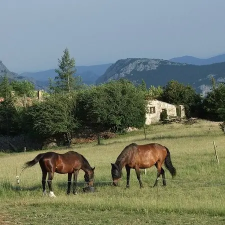 Chevaux devant le Gite