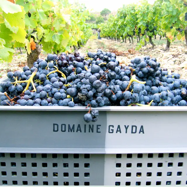 DOMAINE GAYDA
