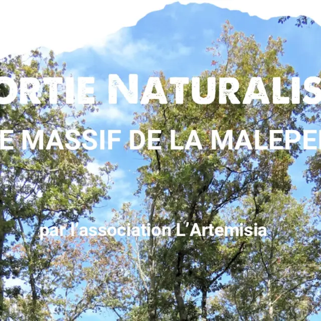 SORTIE NATURALISTE LE MASSIF DE LA MALEPERE