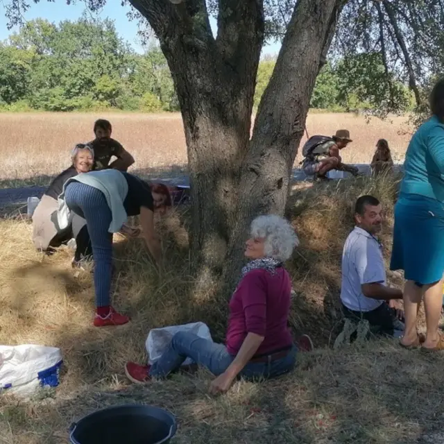 Découverte de l’azérole et cueillette