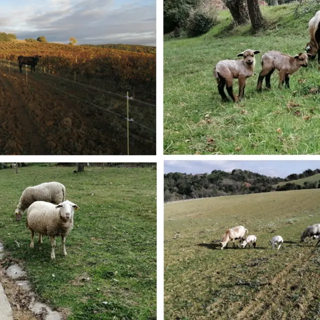 SCEA DOMAINE DE TREILLE