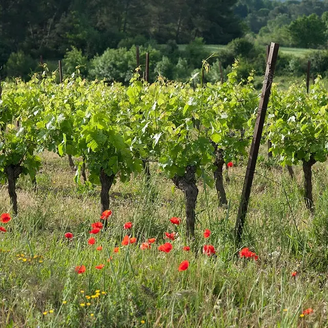 DOMAINE DE LA SAPINIERE