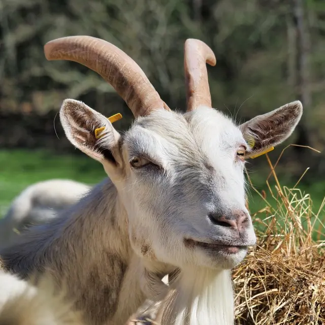 DOMAINE DE SOUSTROBE