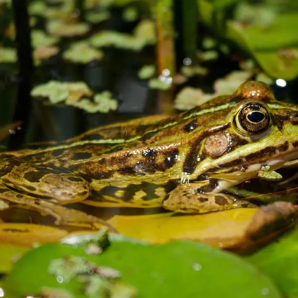Grenouille verte