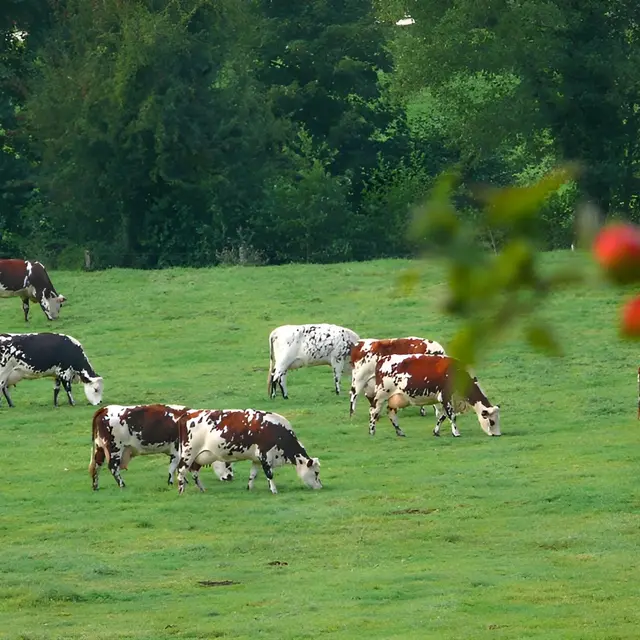 Calvados_Vaches normandes