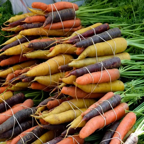 Carottes