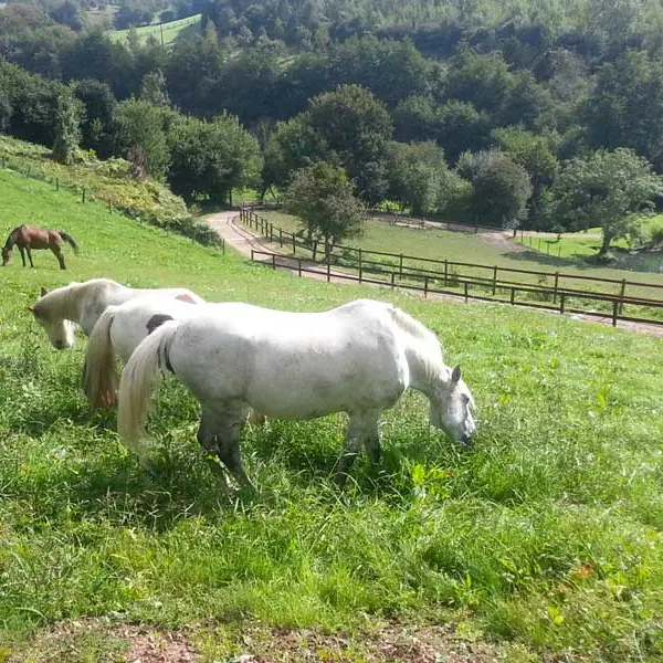 Chevaux au pré Calvados (4)