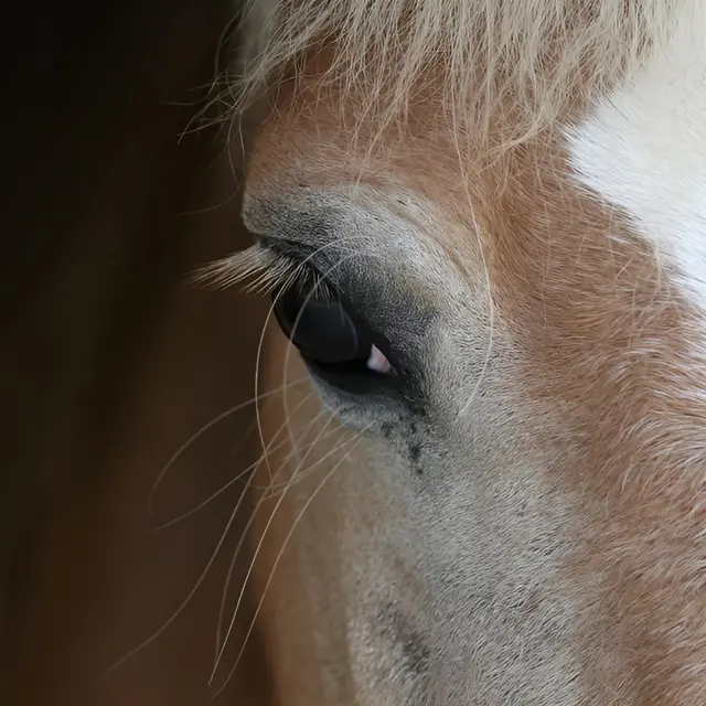 Portrait d'un cheval en Normandie