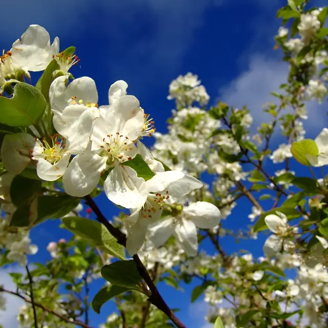 Fleurs de pommiers dans le Calvados