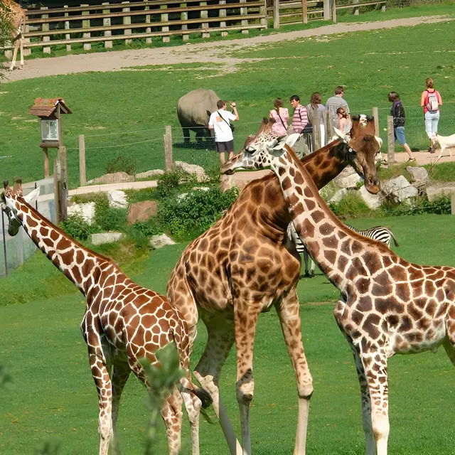 Girafes au parc Cerza près de Lisieux