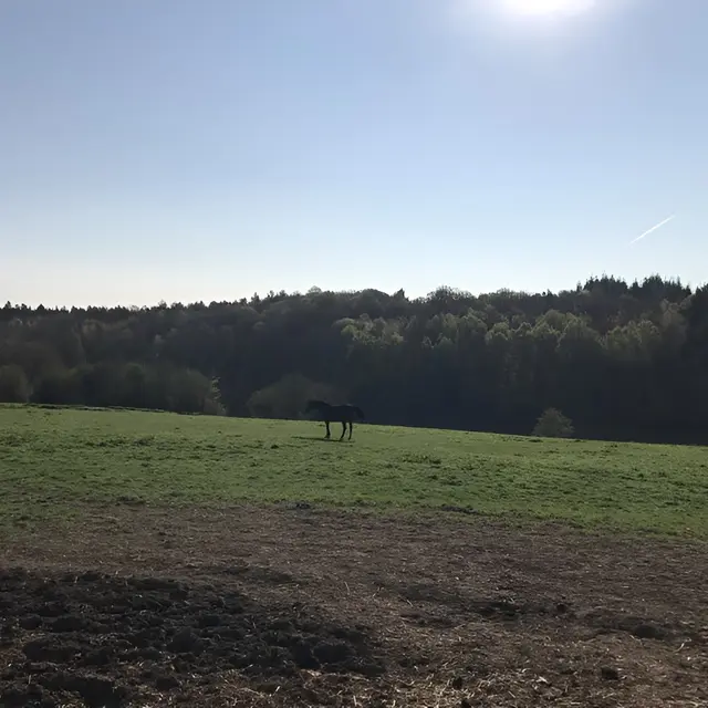Gite-du-Haras-St-M-de-B-Vue-sur-les--chevaux