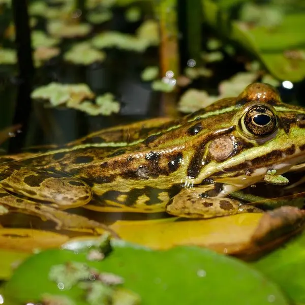 Grenouille verte