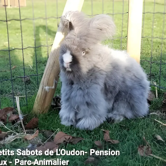 Les Petits Sabots de l'Oudon _ crédit Marion Drumard (3)