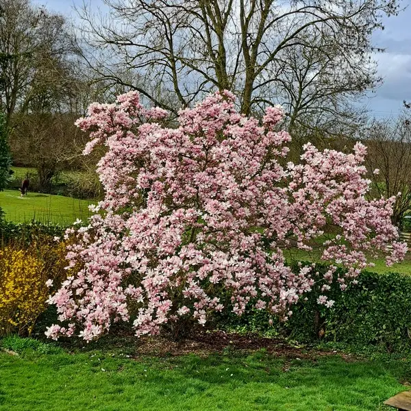 Magnolia