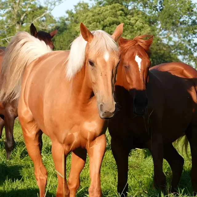 Chevaux au pré