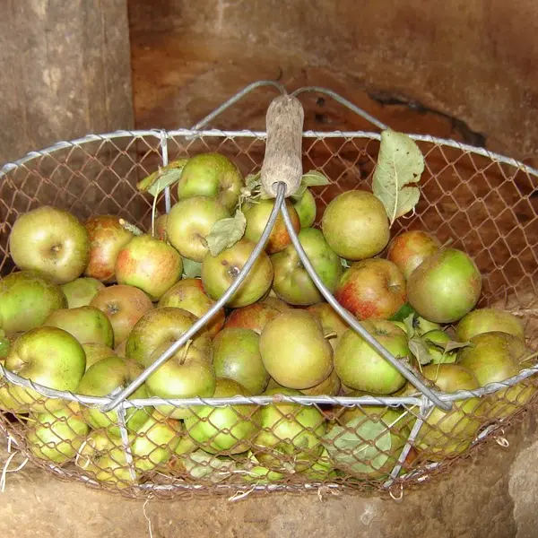 Panier de pommes © V Hublin