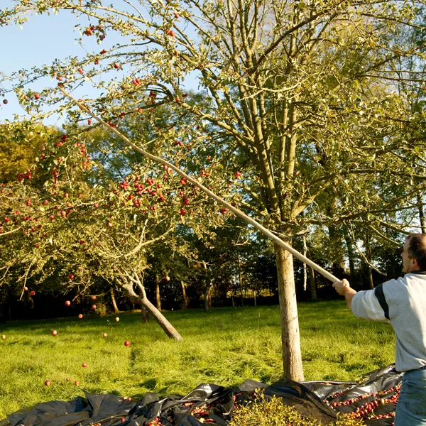 Ramassage de pommes à cidre dans le Calvados