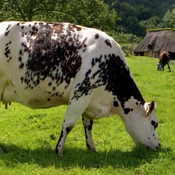 Vaches normandes