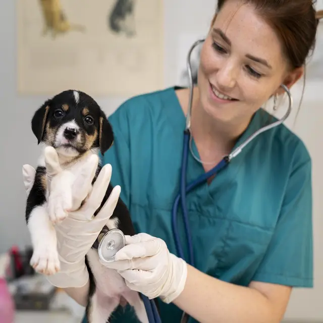Veterinaire