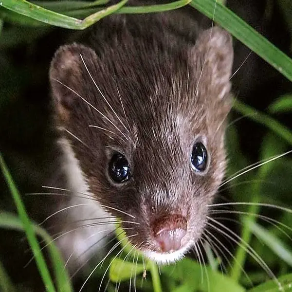 expo-petites-betes1660--c--Focus-Ouest-France