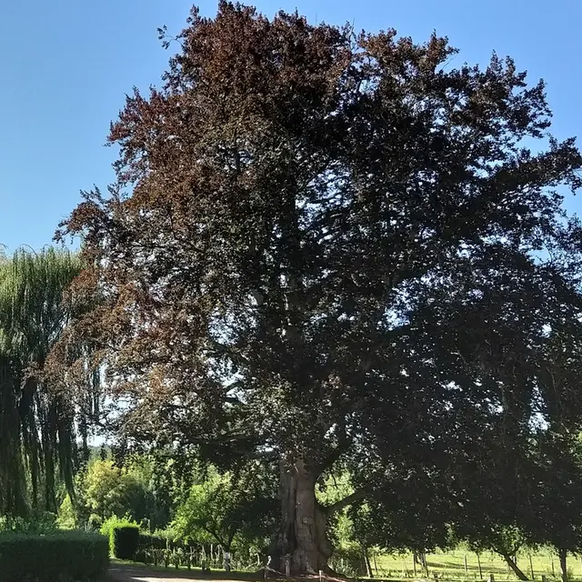 hetre poupre chateau kinnor fervaques