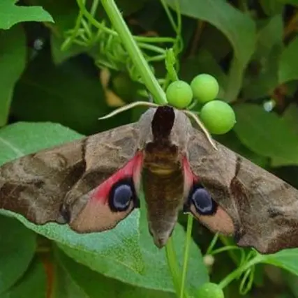 papillon de nuit