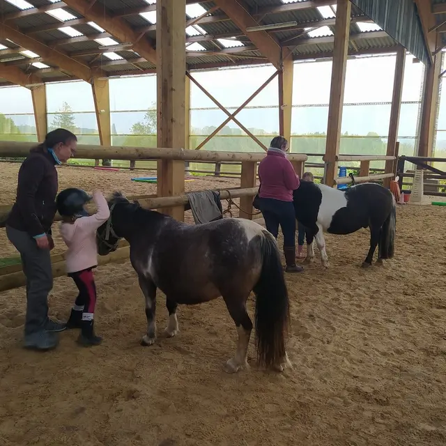 poney chevaux de marolles