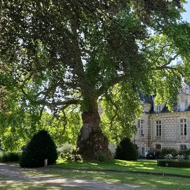platane orient chateau kinnor fervaques