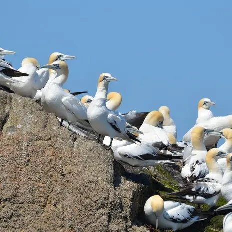 Fous de bassan, Perros-Guirec, Côtes d'Armor
