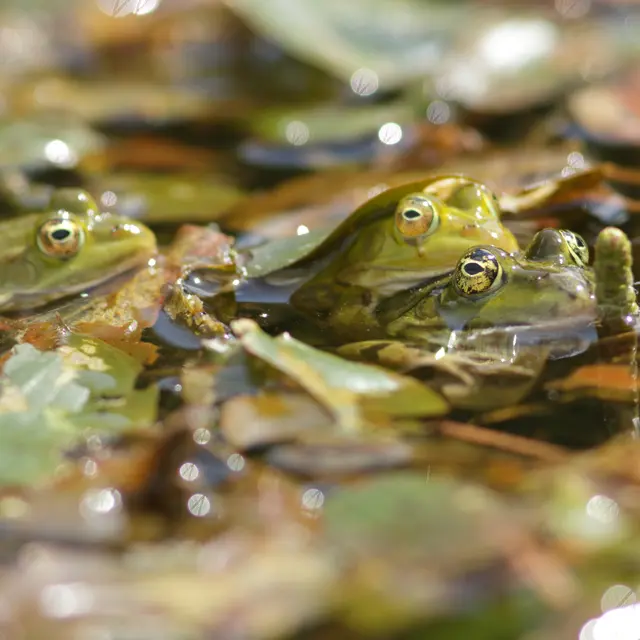 Grenouilles vertes