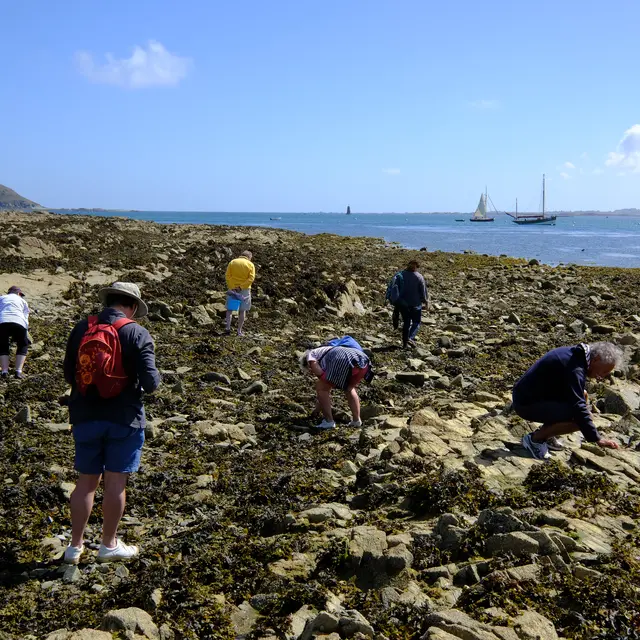 1 Découverte de la biodiversité de l'estran