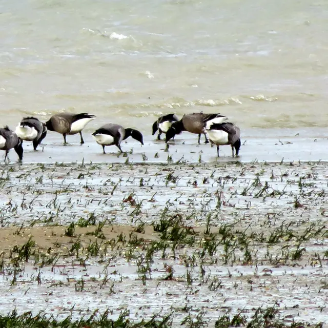 Les oiseaux de l'estuaire
