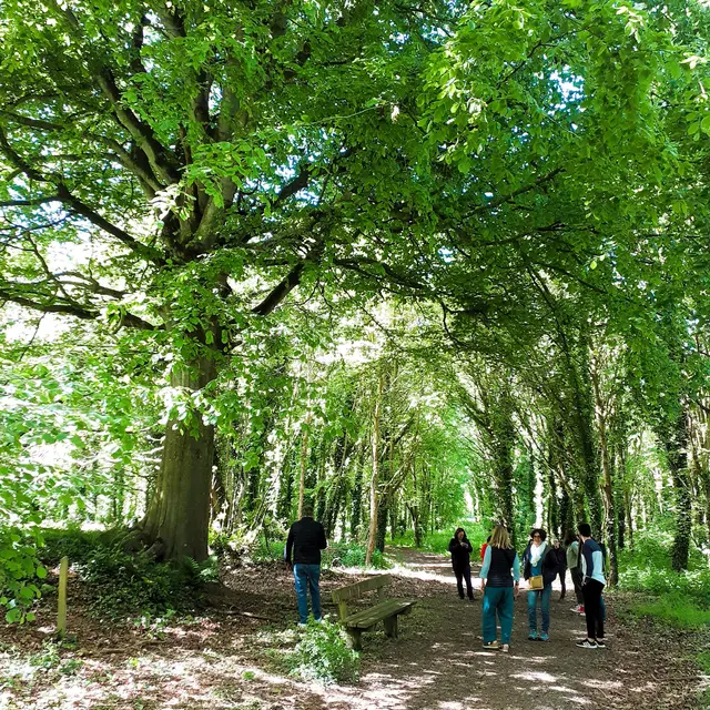 hêtre - site du Launay