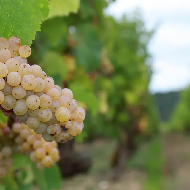vigne gaelle