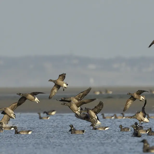 vol de bernache en baie de l'enfer