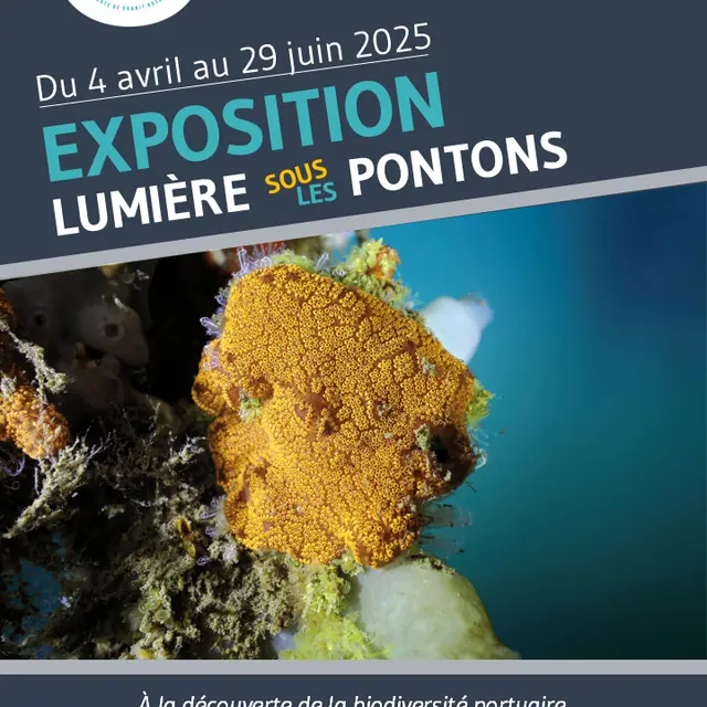 Affiche Lumière sous les pontons
