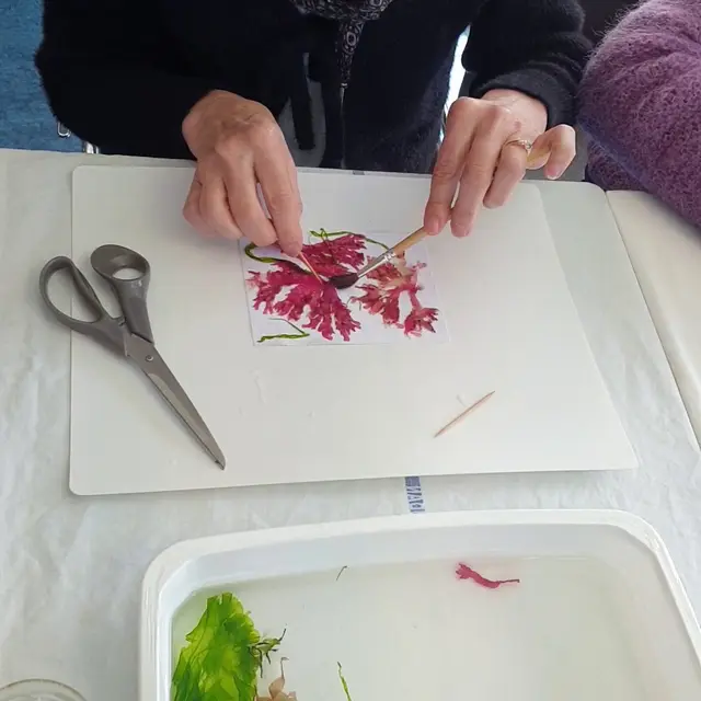 Algues  atelier créatif  -  Escapade Glaz Bretagne  (1)