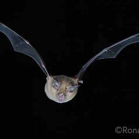 Anim_ChauveSouris_GrandRhinolophe_RonanNedelec