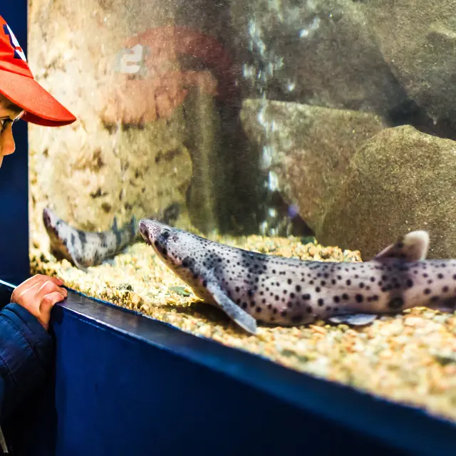 Aquarium marin 2019.2
