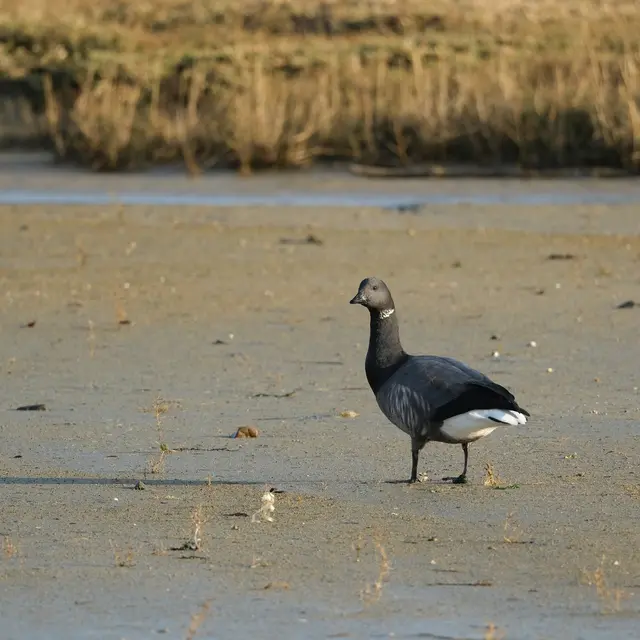 Bernache cravant au Sillon de Tallbert