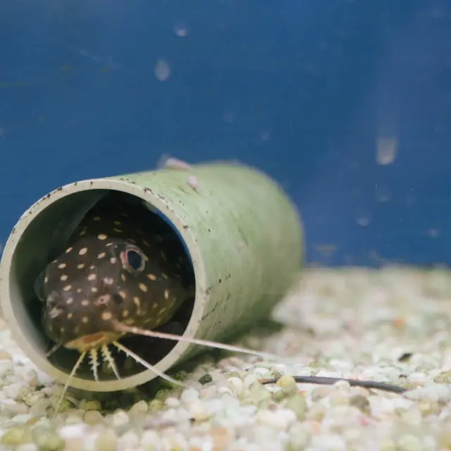 Capture d'écran du film « Bubble » (2020)