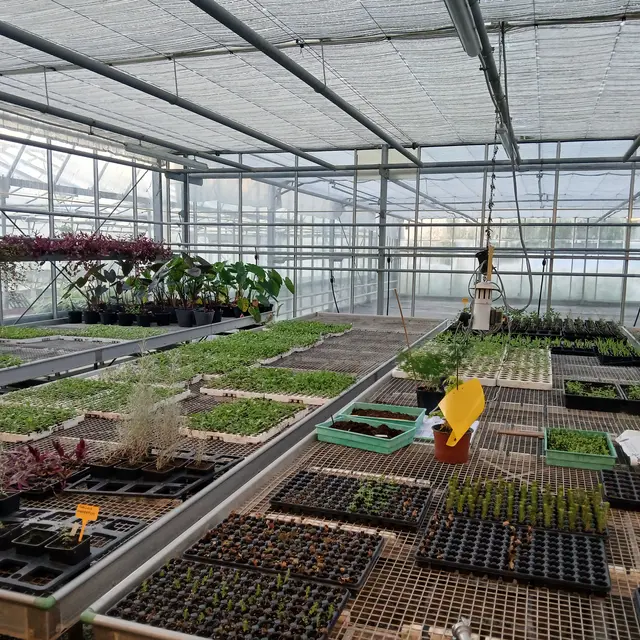 Ceclule production