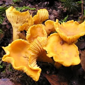 Champignon